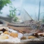 Scleromystax prionotus
