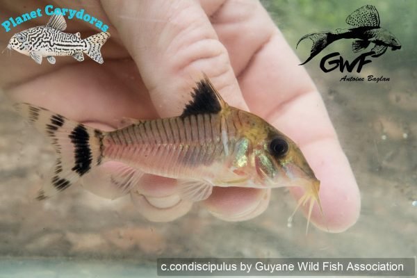 Corydoras condiscipulus