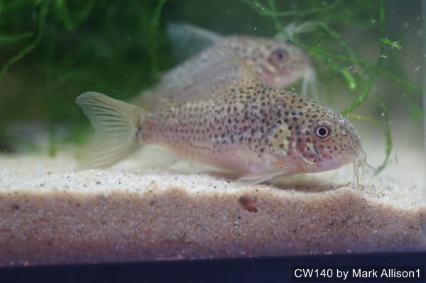 CW140 - Image 4