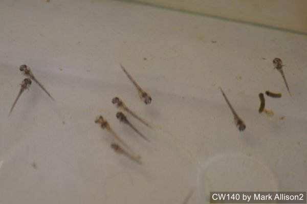 CW140 - Image 5