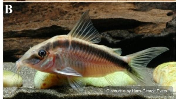 Corydoras arcuatus