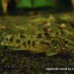 Aspidoras rochai