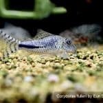 Corydoras fulleri