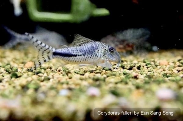 Corydoras fulleri