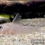 Corydoras psamathos