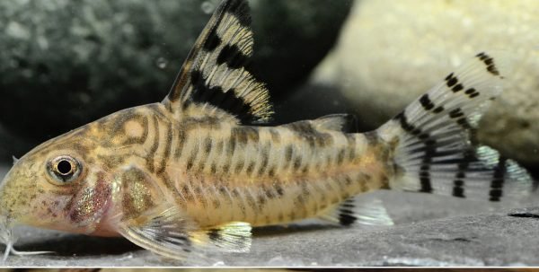 Corydoras hypnos